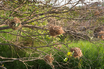 Group Bird's Nest on tree.