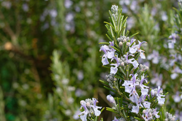 Blüten violett Rosmarin