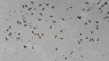 Dust skin and insect on floor and taxture detail of surface is abstract background