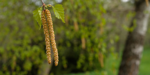 Birke Blätter Blütenkätzchen männlich