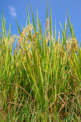 Longji Rice Terraces