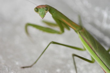 振り返るカマキリ