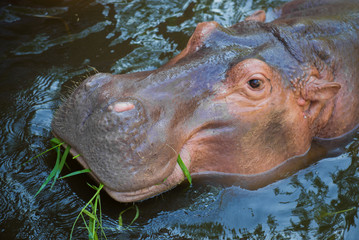 Head of a hippopotamus lying in the water, close-up