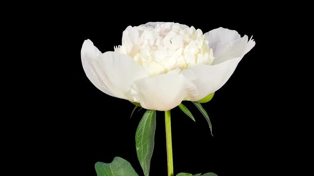White peony bloom buds ALPHA matte, FULL HD