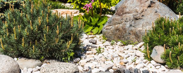 Landscape design - rockery elements, stones and coniferous plants, panoramic picture for the...