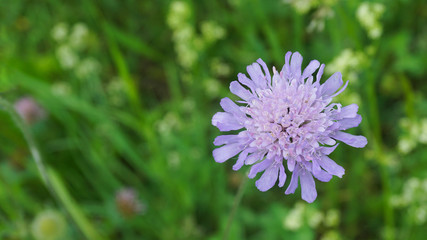 Acker-Witwenblume auf der Weide, Gras
