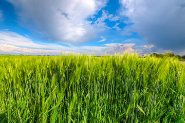 Detailansicht von Gerstenähren am Ackerrand