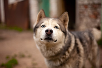 Siberian husky dog with blue eyes stands and looks ahead and smiling. House garage, green grass are on the background.