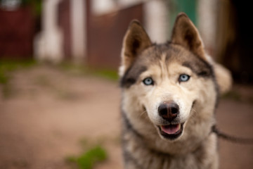 Siberian husky dog with blue eyes stands and looks ahead and smiling. House garage, green grass are on the background.