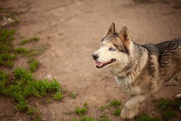 Siberian husky dog with blue eyes stands and looks ahead and smiling. House garage, green grass are on the background.