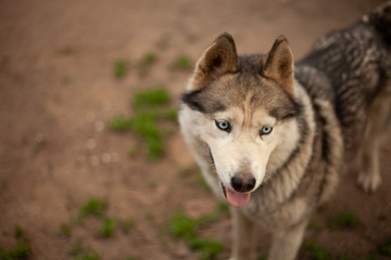 Obraz premium Siberian husky dog with blue eyes stands and looks ahead and smiling. House garage, green grass are on the background.