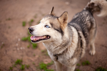 Siberian husky dog with blue eyes stands and looks ahead and smiling. House garage, green grass are on the background.