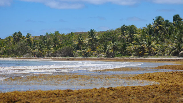 Algues Sargasses en d&eacute;composition le long du litoral Martiniquais
