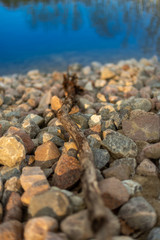 A dried stick at the edge of the pond.