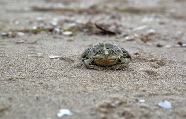 Toad / frog on sand macro close up