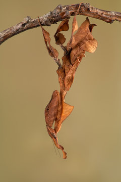 Ghost Mantis (Phyllocrania paradoxa) showing leaf like camouflage