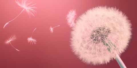 Dandelion releasing seeds. Abstract work. Panoramic.