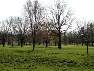 A view of the green grass and the tree landscape.