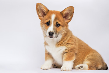 little redhead welsh corgi pembroke puppy