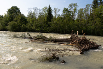 Hochwasser im Fluß mit mitgerissenen Baum