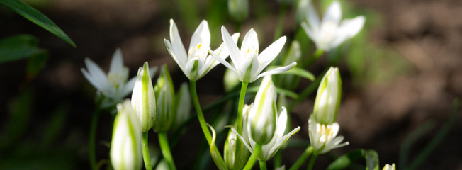 Floral background. Blurred green bokeh. Spring floral background with flowers and green leaves, grass. Sunshine, summer. Green background. Floral background, flowers on a green background.