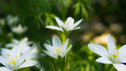Floral background. Blurred green bokeh. Spring floral background with flowers and green leaves, grass. Sunshine, summer. Green background. Floral background, flowers on a green background.