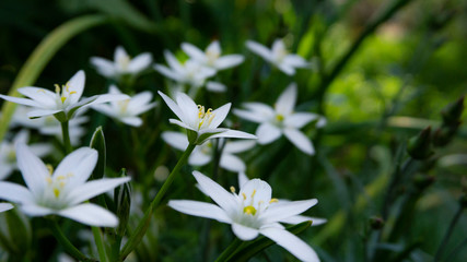 Floral background. Blurred green bokeh. Spring floral background with flowers and green leaves, grass. Sunshine, summer. Green background. Floral background, flowers on a green background.