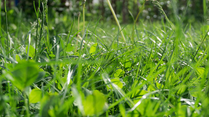 Floral background. Blurred green bokeh. Spring floral background with flowers and green leaves, grass. Sunshine, summer. Green background. Floral background, flowers on a green background.