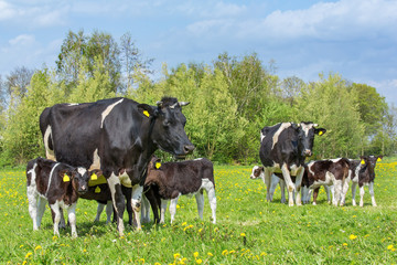 Many calves drinking from two  cows in dutch meadow