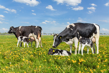 Mother cows with drinking calves in dutch meadow