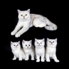 White mother cat with nest kittens on black background