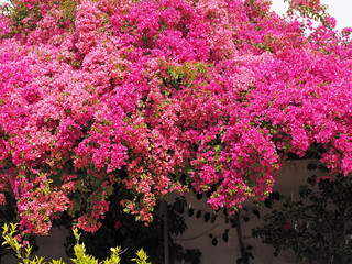 Fototapeta na wymiar Wonderful pink blooming azalea flowers