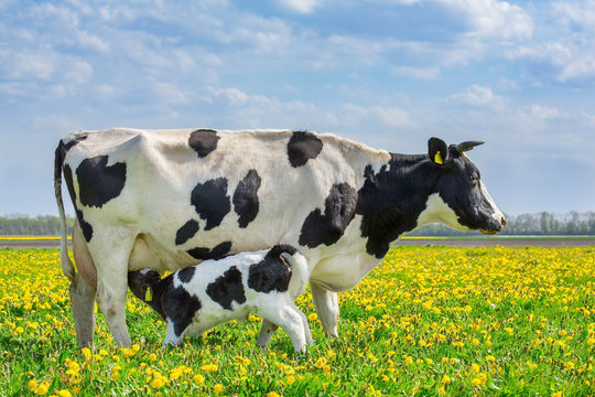 Cow and drinking calf in dutch meadow with dandelions
