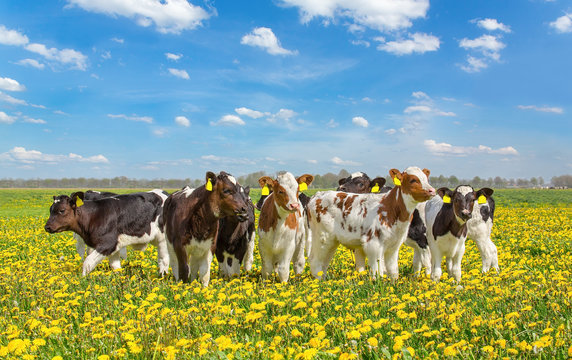Group of newborn calves together in meadow with dandelions