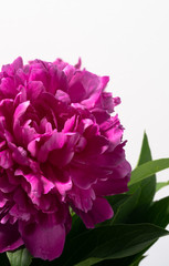 flowers peonies are on the table
