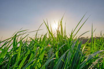 Obraz premium Green Grass Field Against Clear Blue Sky Background