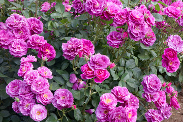 バラ　ミステリューズ