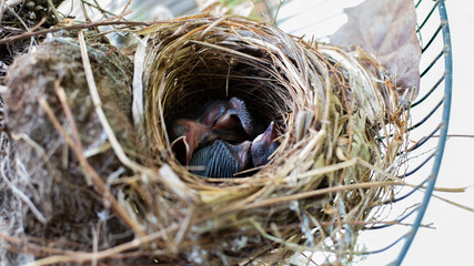 Baby bird in birds nest
