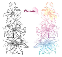 Set of vertical bouquet with outline Clematis or Traveller's joy ornate flower bunch, bud and leaves in black and pastel isolated on white background. 