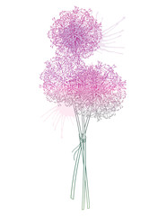 Bouquet of outline Allium giganteum or Giant onion flower head in pastel purple isolated on white background. - obrazy, fototapety, plakaty