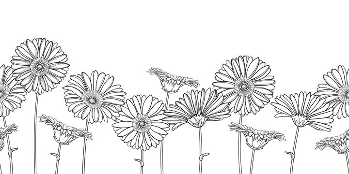 Horizontal seamless pattern with outline Gerbera or Gerber flower in black on the white background.