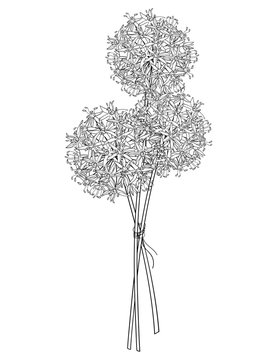 Bouquet of outline Allium giganteum or Giant onion flower head in black isolated on white background. 