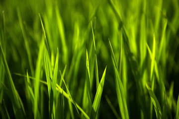 Rice on field. Green leaves background