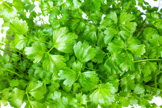 celery homemade green fresh leaves