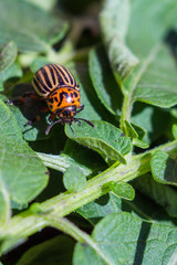 A close up image of the striped Colorado potato beetle that crawls on potatoes and green leaves and eats them.