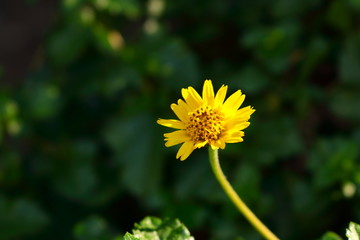 Closeup pollen of single creeping daisy flower under sunlight in the morning, selective focus