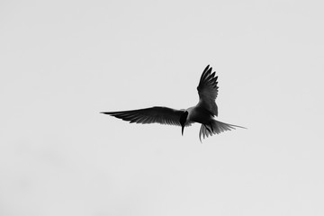 Black and white monochrome image of a common tern (sterna hirundo) hovering