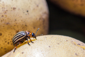 A close up image of the striped Colorado potato beetle that crawls on potatoes and green leaves and eats them.