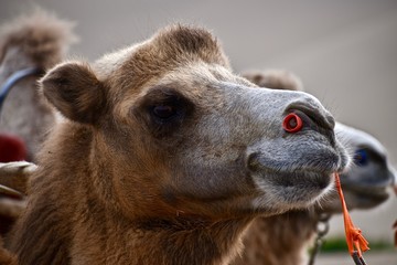 Camel head as taken in Dunhuang, Gansu province in China.