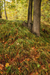 Fototapeta premium autumn forest